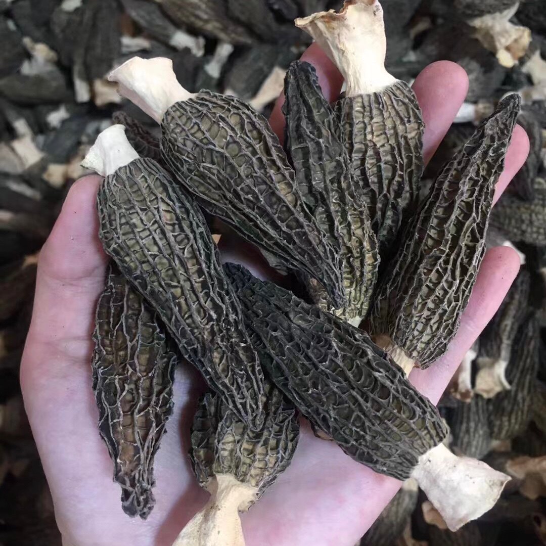 新品羊肚菌干货野生500克一斤羊肚菇干货 羊肚蘑菇食材