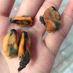 包邮 福建海产干货 白晒大个淡菜干/海虹/青口/海鲜干货500克