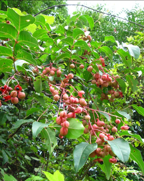 新鲜野鸭椿酒药花鸡肾果鸡眼睛小山辣子山海椒芽子中草药材现挖
