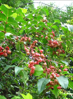 新鲜野鸭酒药花鸡肾果眼睛小山