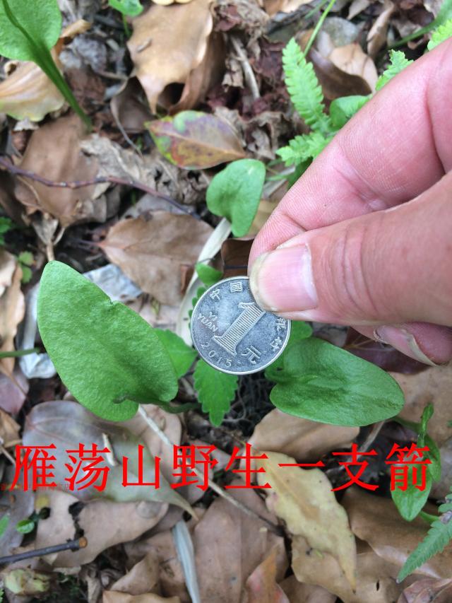 10颗新鲜野外一支箭 青藤 蛇咬子 狭叶瓶尔小草 鲜活苗现采现挖