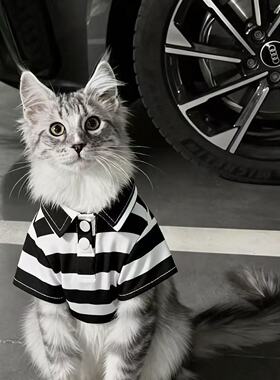 猫咪衣服春夏季防掉毛公猫帅气蓝猫暹罗猫缅因猫小猫狸花猫银渐层