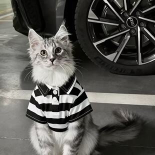 猫咪衣服春夏季防掉毛公猫帅气蓝猫暹罗猫缅因猫小猫狸花猫银渐层