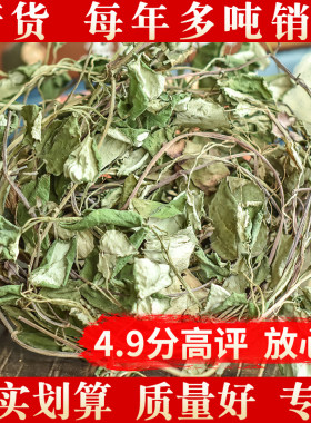 野生大叶金钱草四川过路黄