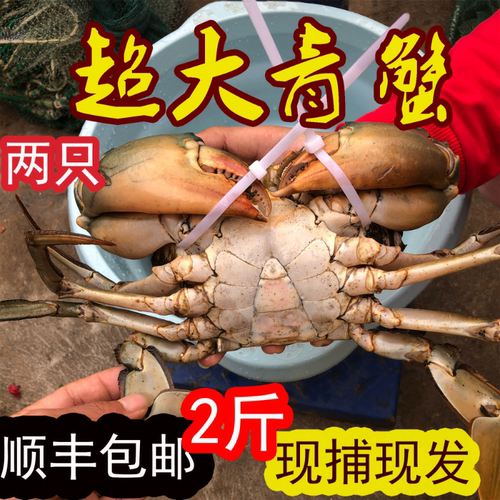 包肥包活超大野生青蟹鲜活猷蠓大公蟹肉蟹 净重共两只2斤 没绳子