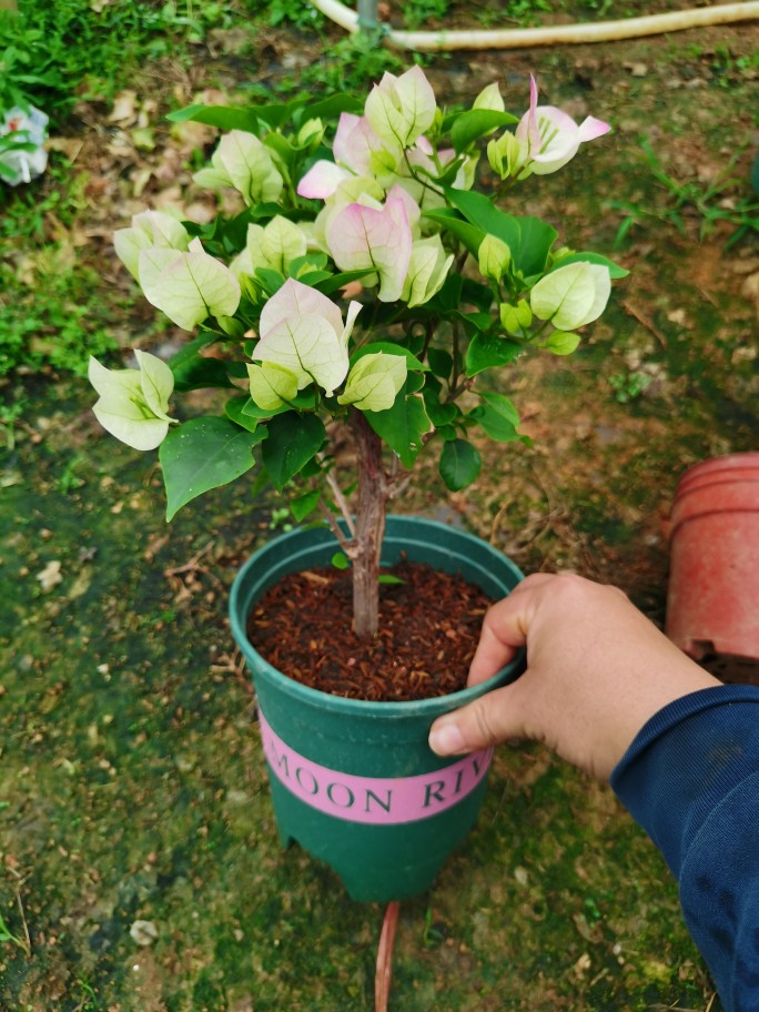 绿叶樱花三角梅绿樱小苗30-40cn