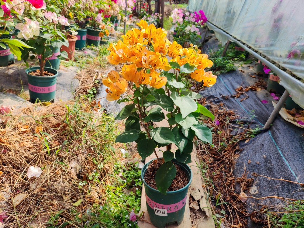 加州黄金三角梅