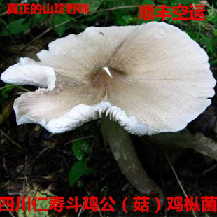 包邮 顺丰空运 伞把菇 非牛肝菌松茸 四川野生鸡枞菌500g开伞斗鸡菇
