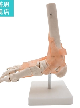 Foot Joint Model With Ligaments,Human Anatomical Model,Life