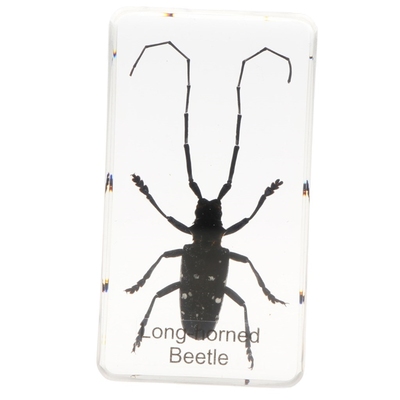 Anoplophora Chinensis Specimen Insect Paperweight Taxidermy,