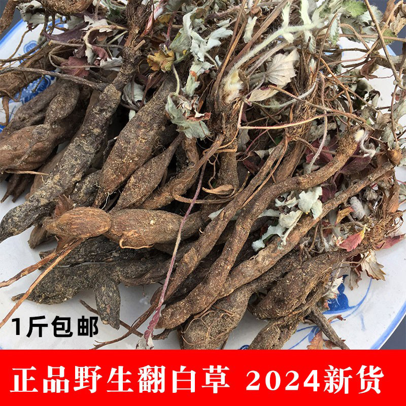 野生翻白草正品2024年新货