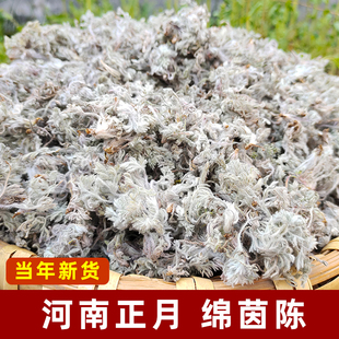 河南正月茵陈绵茵陈野生正品中药材白蒿嫩芽自然无添加泡水泡茶