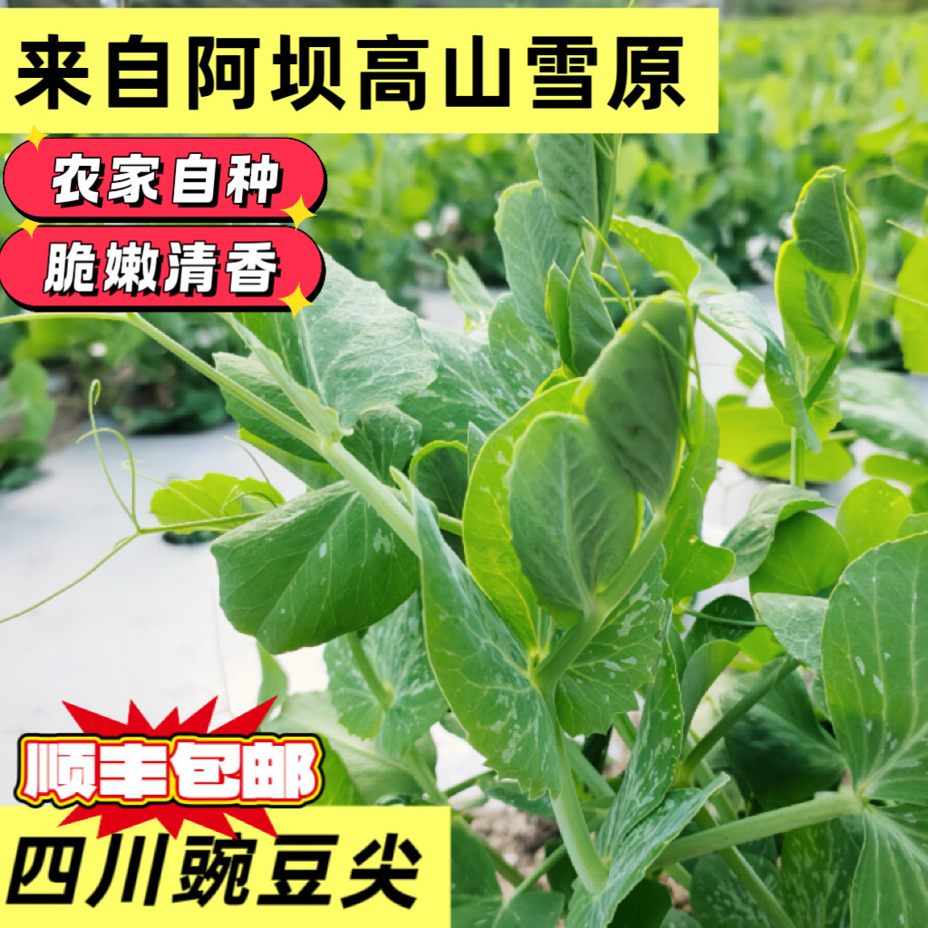 四川新鲜豌豆尖新鲜露天蔬菜现摘现发火锅配菜豌豆菜顺丰包邮