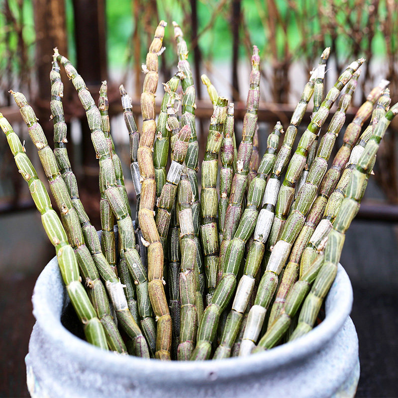 道地养生 铁皮石斛鲜条 四年生铁皮石斛枫斗种源 1斤