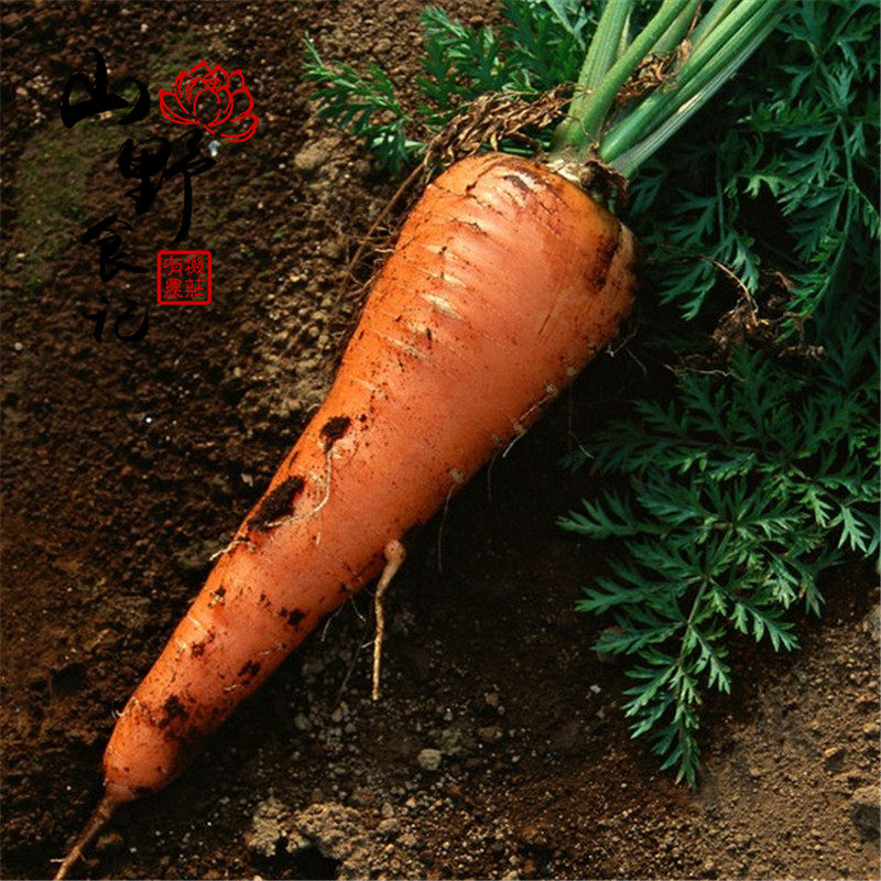东北农家红胡萝卜新鲜蔬菜自种老品种现摘甘荀水洗胡萝卜一份5斤