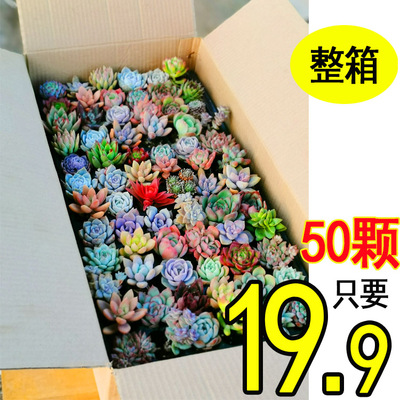 多肉植物室内盆栽小玉露肉肉大株花卉小苗绿植物大颗进口好养