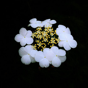 琼花树苗庭院花园风景树耐寒耐热荚蒾木绣球聚八仙珍贵扬州琼花苗