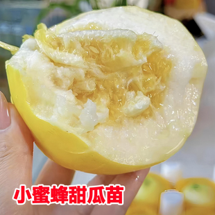 欣甜20小蜜蜂甜瓜秧苗薄皮高产香瓜阳台盆栽庭院四季种植蔬菜幼苗