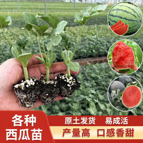 阳台盆栽早佳8424麒麟美都西瓜苗