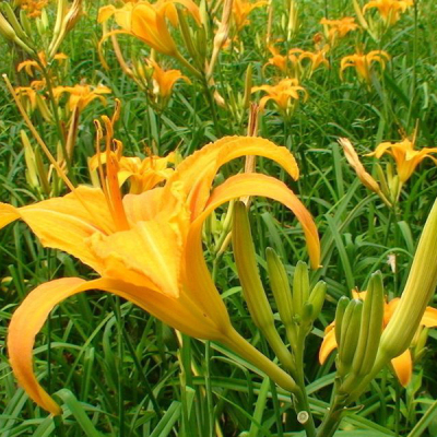 黄花菜种子野菜种孑籽