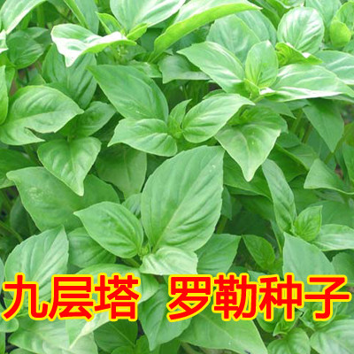 罗勒阳台盆栽四季香草蔬菜种子