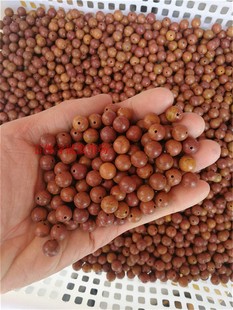 正品泗滨砭石散珠 泗滨玄黄砭石散珠 富贵红砭石珠子