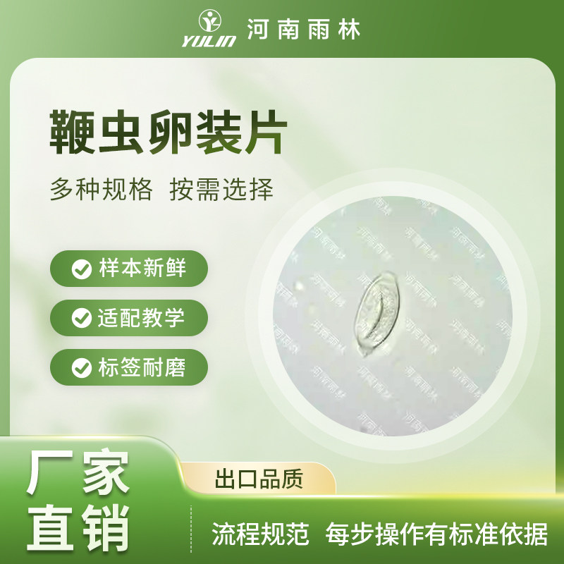 鞭虫卵装片生物显微镜标本切片动物植物细胞载玻片观察实验高校