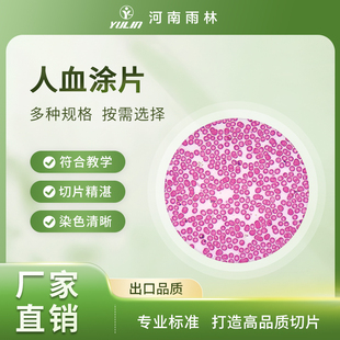 人血涂片红白细胞生物实验显微镜标本切片人体组织玻片儿童实验