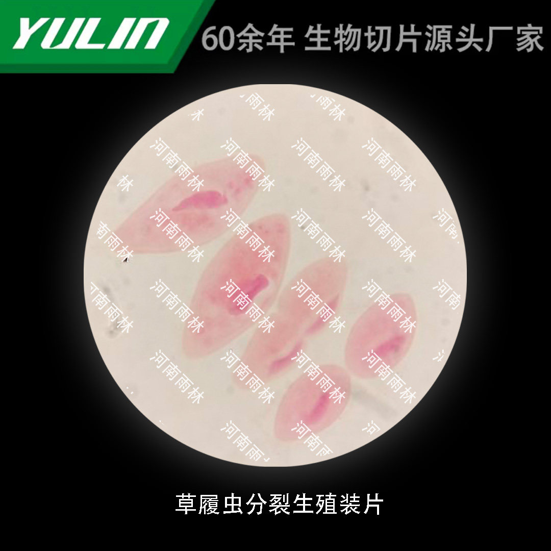 玻片标本套装校用教学示范显微镜切片细胞观察科研实验