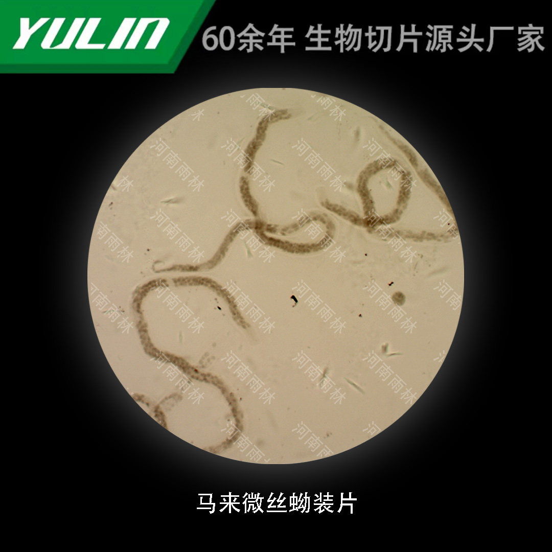 马来微丝蚴装片生物显微镜标本切片动物植物细胞观察实验高校