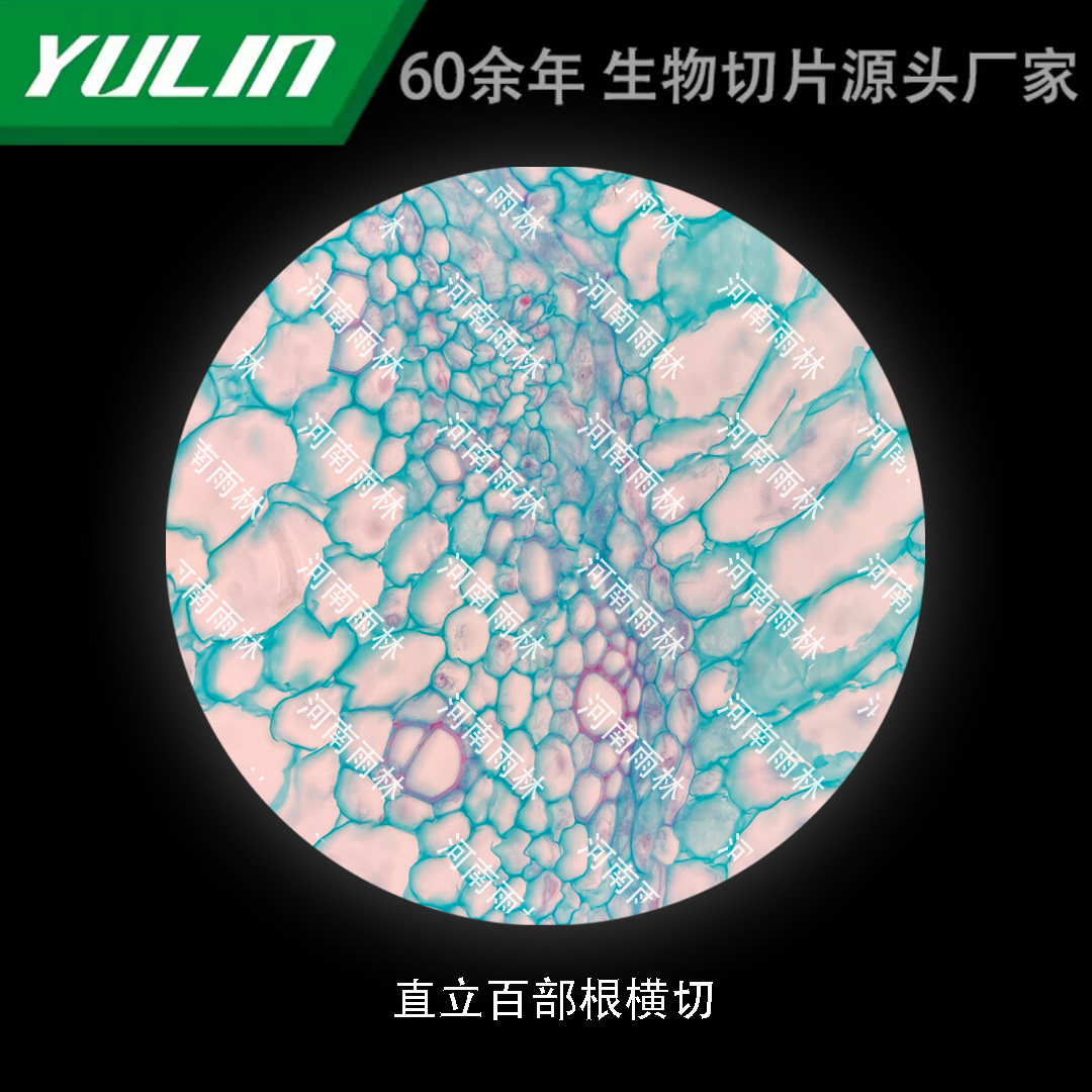 直立百部根横切生物显微镜标本切片动植物细胞载玻片观察实验高校