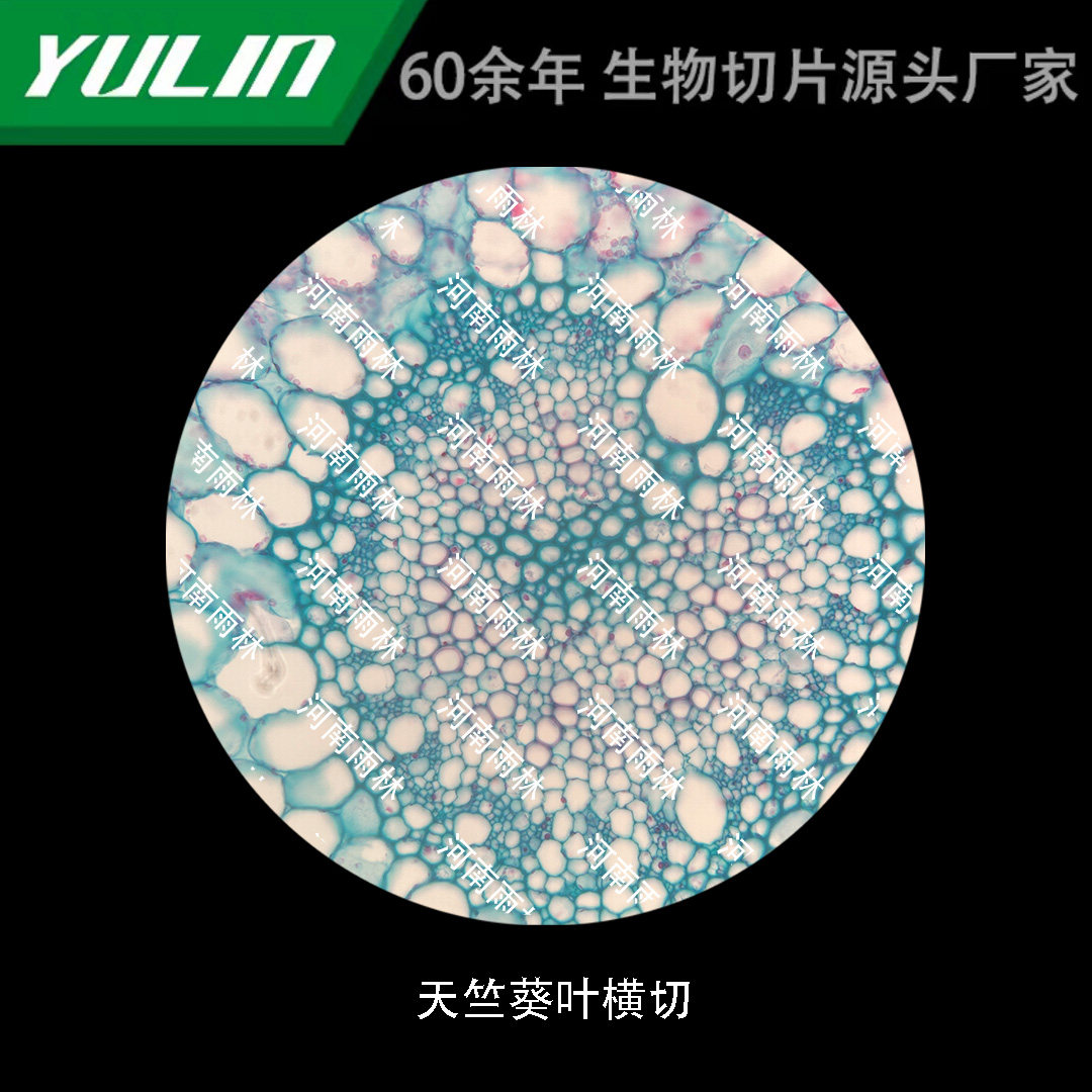 天竺葵叶横切生物显微镜标本切片动物植物细胞载玻片观察实验高校
