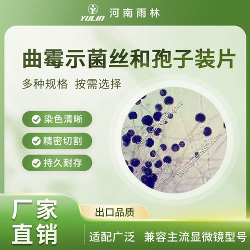 曲霉示菌丝和孢子装片实验标本