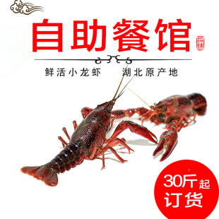 湖北新鲜鲜活小龙虾234钱小红虾非潜江小龙虾水产品自助餐馆商用