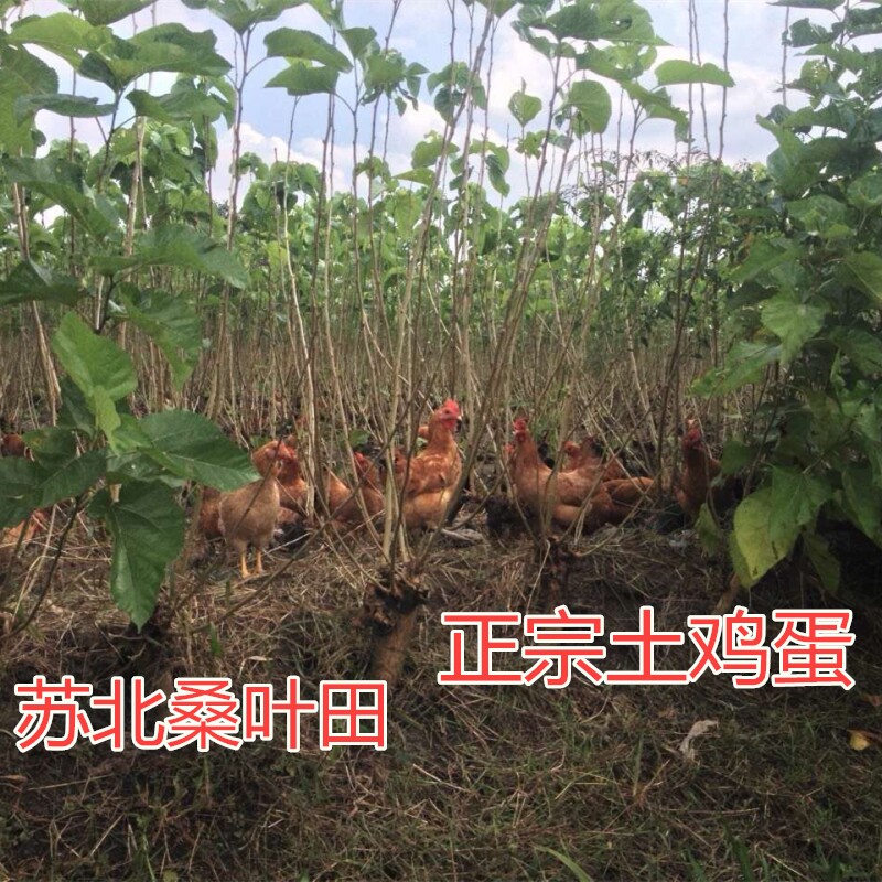 苏北农家土鸡蛋柴鸡蛋 桑叶鸡蛋纯正小孩孕妇餐笨鸡蛋农村鸡蛋