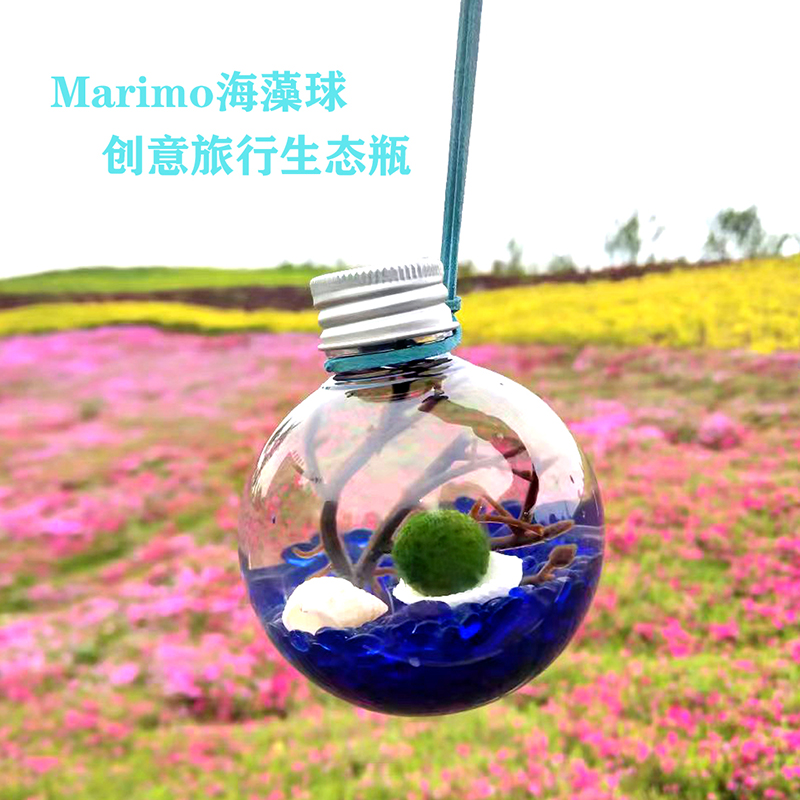 幸福海藻球微景观创意迷你植物