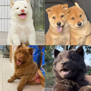 中华田园犬活体广西纯种五黑犬土猎潮汕五红犬土松犬黄狗白面幼犬