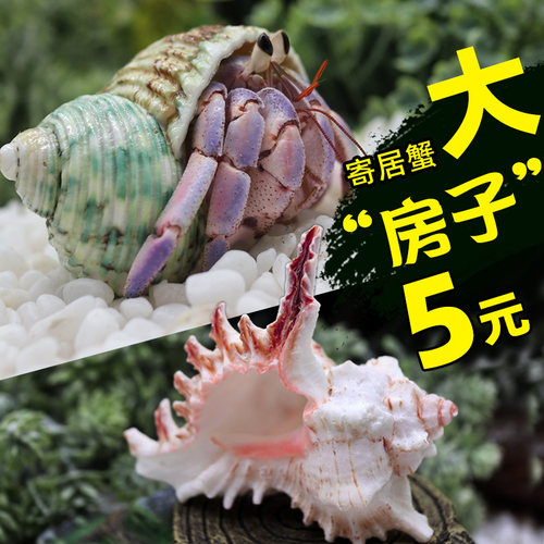 寄居蟹替换壳大尺寸大号房子