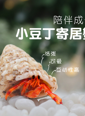 可爱豆丁寄居蟹活体～新手饲养套装饲养盒套餐桌面萌宠儿童礼物