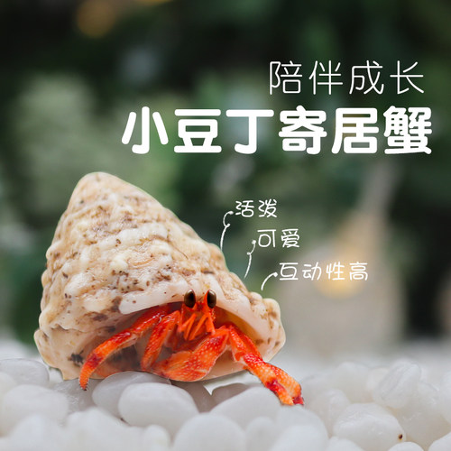 可爱豆丁寄居蟹活体～儿童礼物