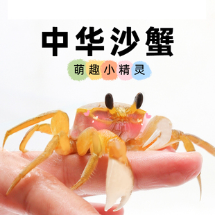 沙蟹饲养套装～套餐大眼呆萌宠螃蟹桌面宠物新手饲养活物雨刷器