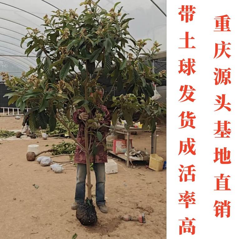 早熟樱桃树果苗嫁接枇杷树李子树