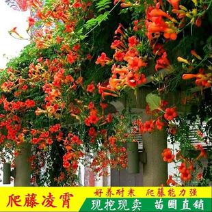凌霄花苗树大苗盆栽爬藤攀援花卉爬墙特大号藤蔓植物庭院阳台楼顶