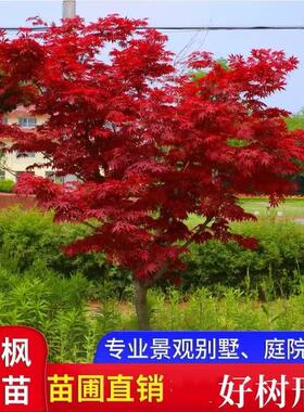 日本红枫树苗多季红舞姬老桩盆景盆栽庭院别墅室外耐寒绿化植物苗