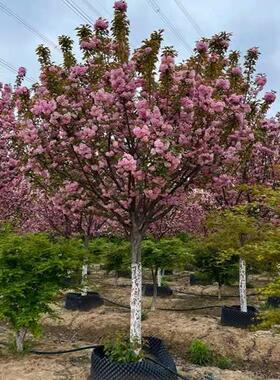 日本樱花树苗南北方室外庭院种植绿化工程大型风景树花卉盆栽植物