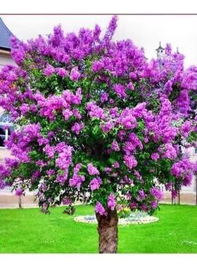 欧洲紫丁香花树苗浓香花卉植物室外耐寒耐热多年生庭院别墅风景树