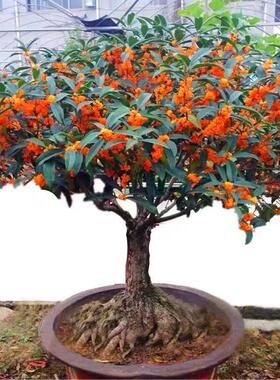 耐寒桂花树苗盆栽地栽庭院流苏嫁接金桂丹桂浓香型植物花卉植物