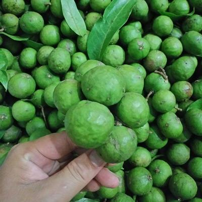 仁面果新鲜银莲现摘包邮