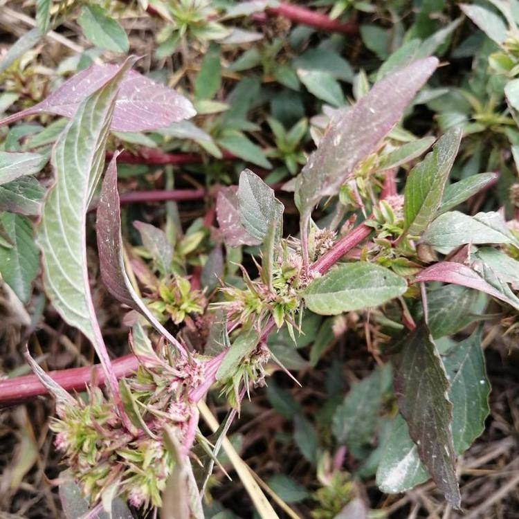 野苋菜根野生红梗刺苋菜药材食用药材头刺笕菜苋菜头刺簕头根一斤