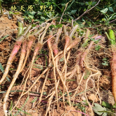 红梗药材食用一斤野苋菜